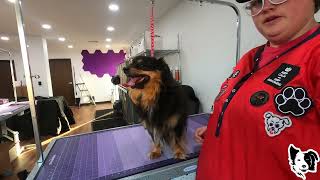 MAJOR Aussie Undercoat Removal and Cut