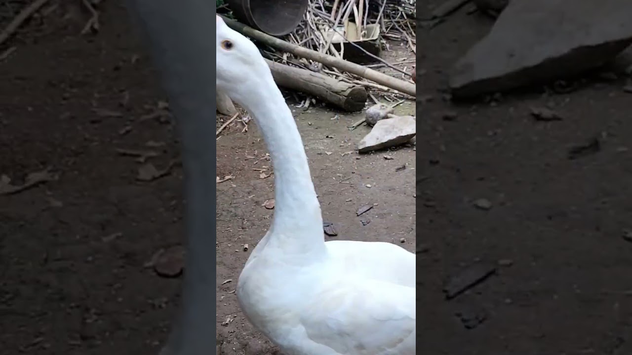 soang GK bisa ngejar 