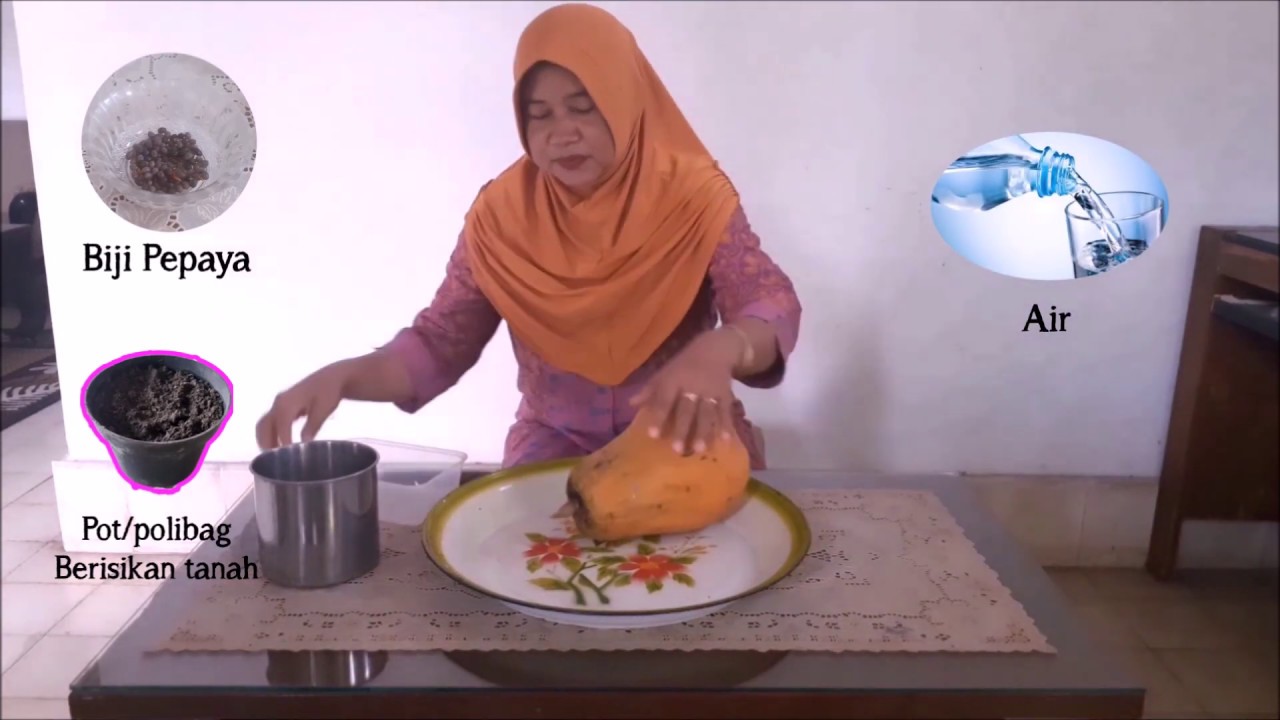 Tema Tanaman oleh Endang Dwi PujiLestari, S,Pd guru TK INSAN MULIA