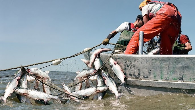 Everyone should watch this Fishermen's video - Amazing Automatic Net  Fishing Line Catching Big Fish 