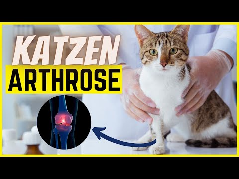 Video: Arthritis Mehrerer Gelenke Bei Katzen