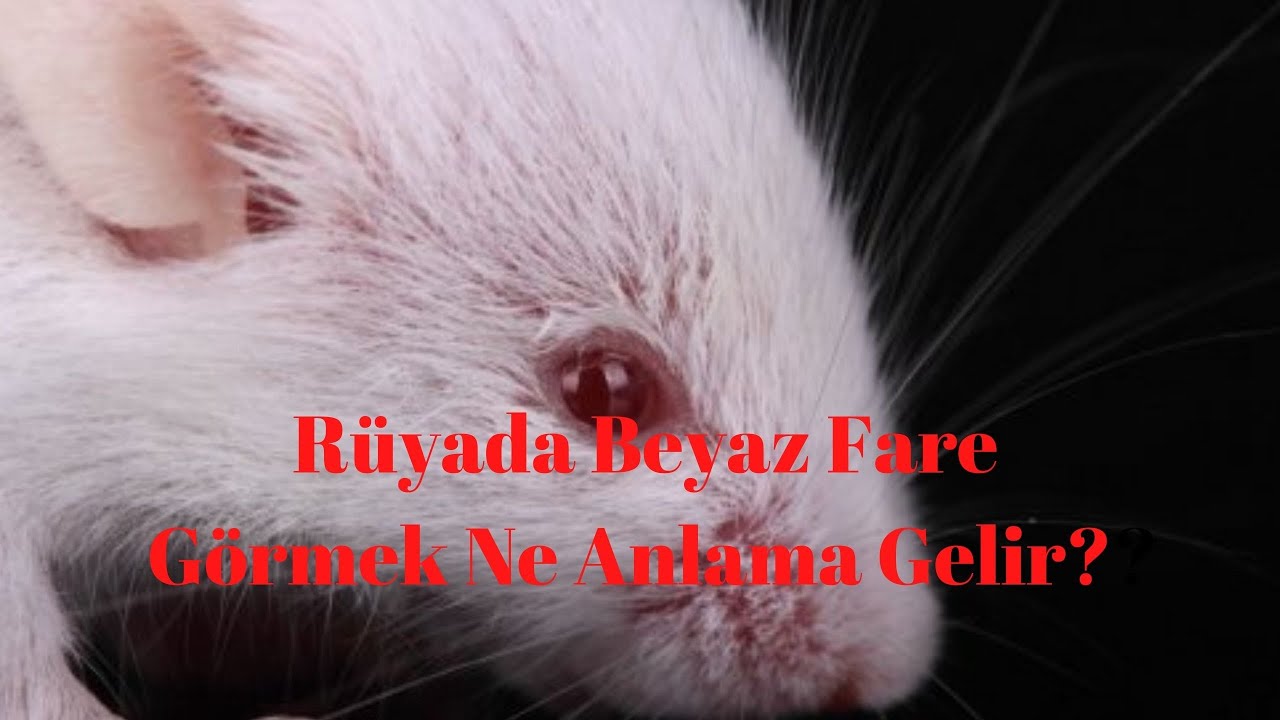 Rüyada Beyaz Fare Görmek Ne Anlama Gelir? YouTube