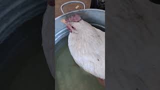 How to treat an egg bound chicken