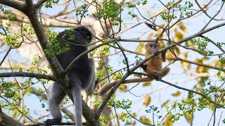 Kaeng Krachan National Park Amazing Wildlife!