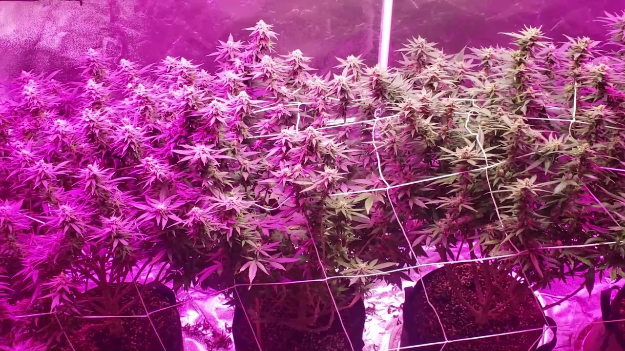 Cannagrow Show Episode 2| End of Week 5 Flower Update Video! Zoom 30x!