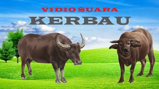 Suara Kerbau | Menggembala Kerbau | Buffalo Sound