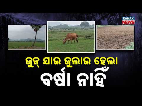 No Rain In July! Sambalpur Farmers Face Severe Drought Threat Now