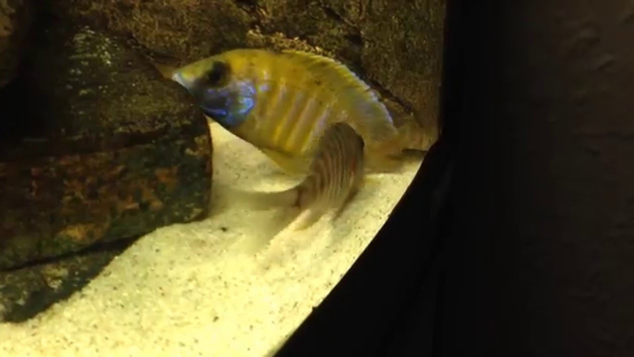 Aulonocara breeding YouTube