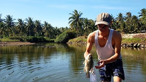 Giăng lưới bắt cá trúng ổ cá rô phi - Catch tilapia - Vn Fishing Tv