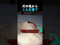 犬の毛からこんな音が出るの？