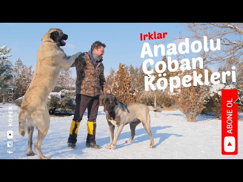 Video: Cinsellik Söyleşiler Nala Kedisi