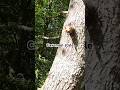 Caveman Takes Down Tree… #tree #treework #arborist #shorts #treefalling