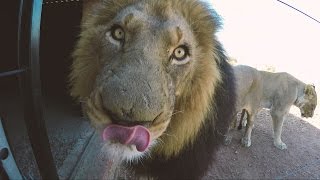 What Affection REALLY Looks Like | The Lion Whisperer