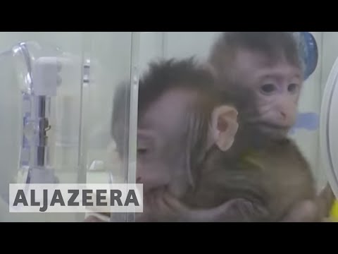 Video: Kinų Genetikai Klonavo Beždžiones - Alternatyvus Vaizdas