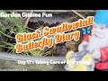 Black Swallowtail Butterfly Diary,  Day 17: Taking Care of Everything 