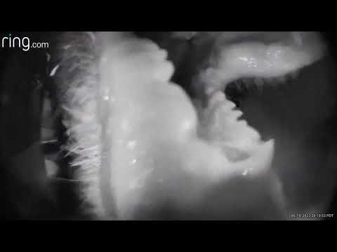 Bear tries to eat a doorbell camera at Bass Lake in California