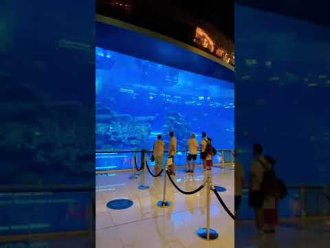 Dubai Mall# underwater zoo#Shorts#