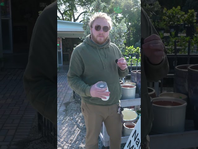 Wilcox's 4th Annual Spring Festival: Know Before You Go!