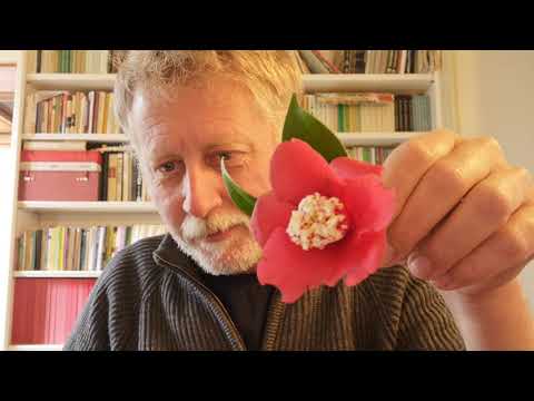 Video: Cos'è un fiore semidoppio: identificare un fiore semidoppio nel giardino