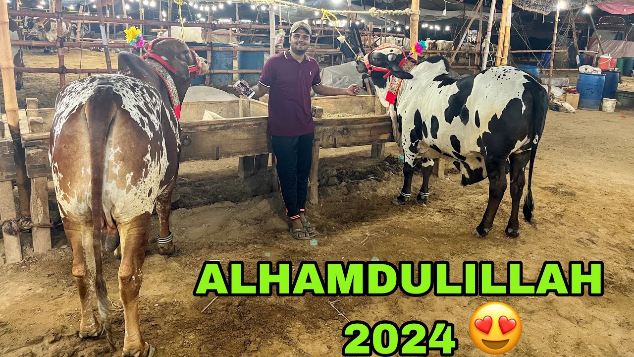Finally Cow Leli 😍| 18 Lac Ki Jori Pasand Agayi❤️ | Qurbani 2024