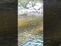 Watch A Steelhead Hit the Bait! #clearwaterfishing #troutfishing