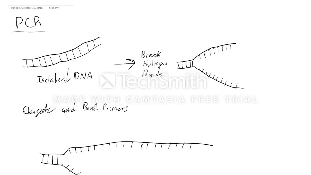 PTC Gene Lab YouTube