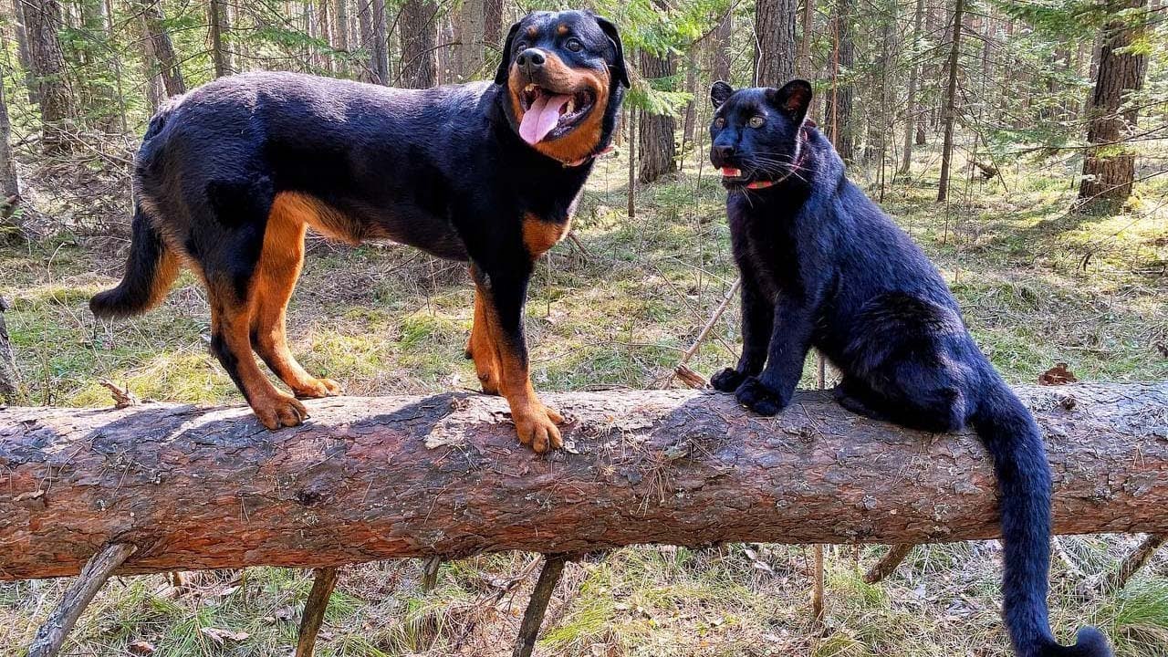 Leopard Luna and rottweiler Venza walking through the windbreak - YouTube