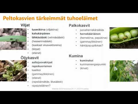 Video: Onko Elan laaksossa tositarina?