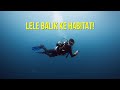 KETEMU KOMODO & HIU?!! PETUALANGAN LELE DI LABUAN BAJO!!