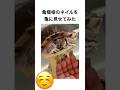 亀模様のネイルを亀に見せてみた