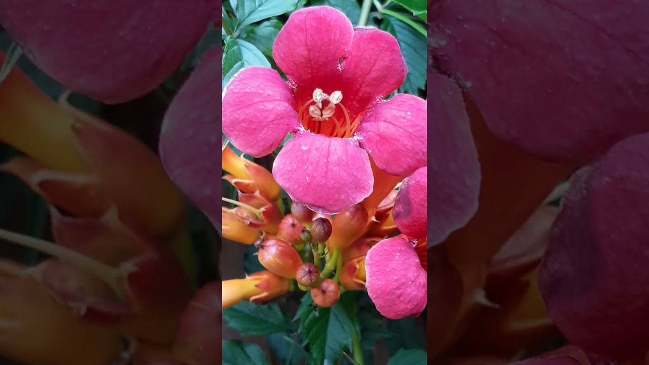 Red Trumpet vine - Campsis radicans - Klifurrót - Lúðurblóm - Blómstrandi runnar - Rauð blóm