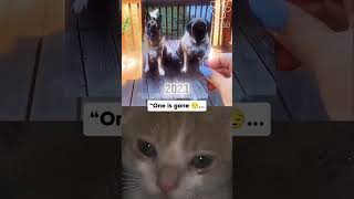 One dog is gone, but their bond live forever 😥 #cat #dog #animals #sad #shorts