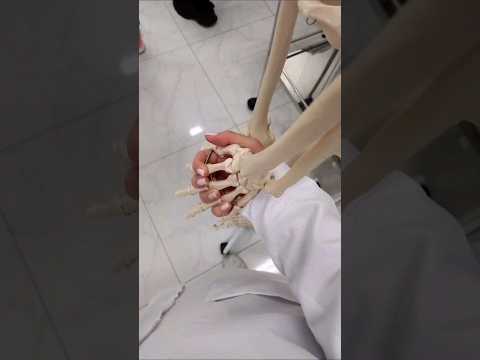 ما هي مهنة أحلامكي