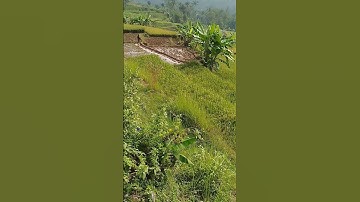 Persawahan Desa Legetan Kecamatan Bener Kabupaten Purworejo Jawa Tengah