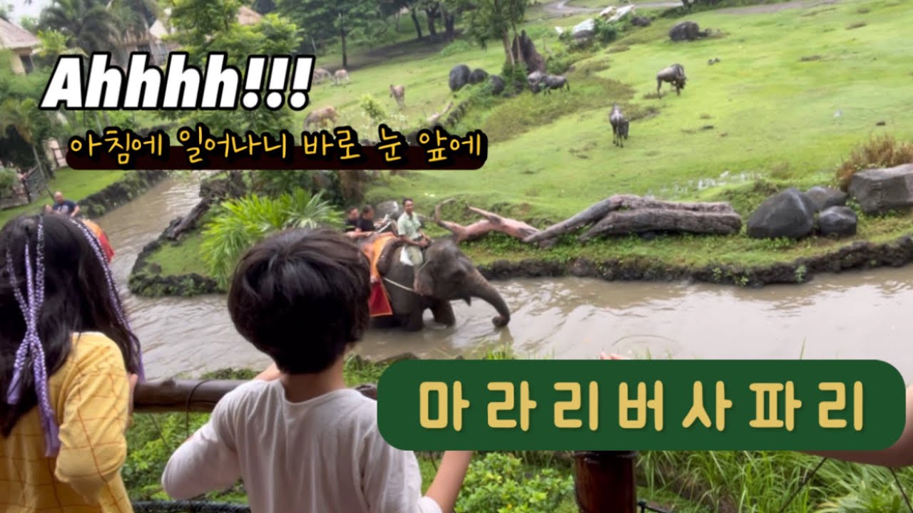 [발리살이 10일차] 마라리버사파리 둘째날/눈 앞에 펼쳐진 사파리/지프투어/호랑이쇼/코끼리쇼 | 라라네TV