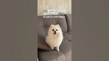 ЧТО НУЖНО КУПИТЬ ПЕРЕД ТЕМ КАК ЗАВЕСТИ ПИТОМЦА