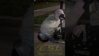 Ninebot m5 125 отправка в Россию #электроскутер #ninebot #segway #мопед