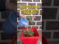 Make curd fertilizer for plants in 2 minutes  #science #gardening #plantcaretips #organicfertilizer