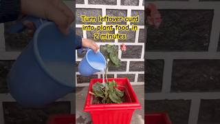 Make curd fertilizer for plants in 2 minutes  #science #gardening #plantcaretips #organicfertilizer