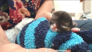 Tiny Kittens Shelly updates on aura's condition & options after consulting w Dr F & surgeon 4 23 201