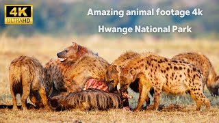 4k African animals Hwange national park - Amazing Wildlife Footage You've Ever Seen!