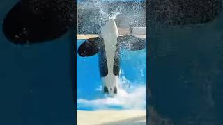 Orca😘🐬SeaWorld dolphin's show live#dolphinshow#sealife#animals#orcaencounter#shortvideo#shorts#viral