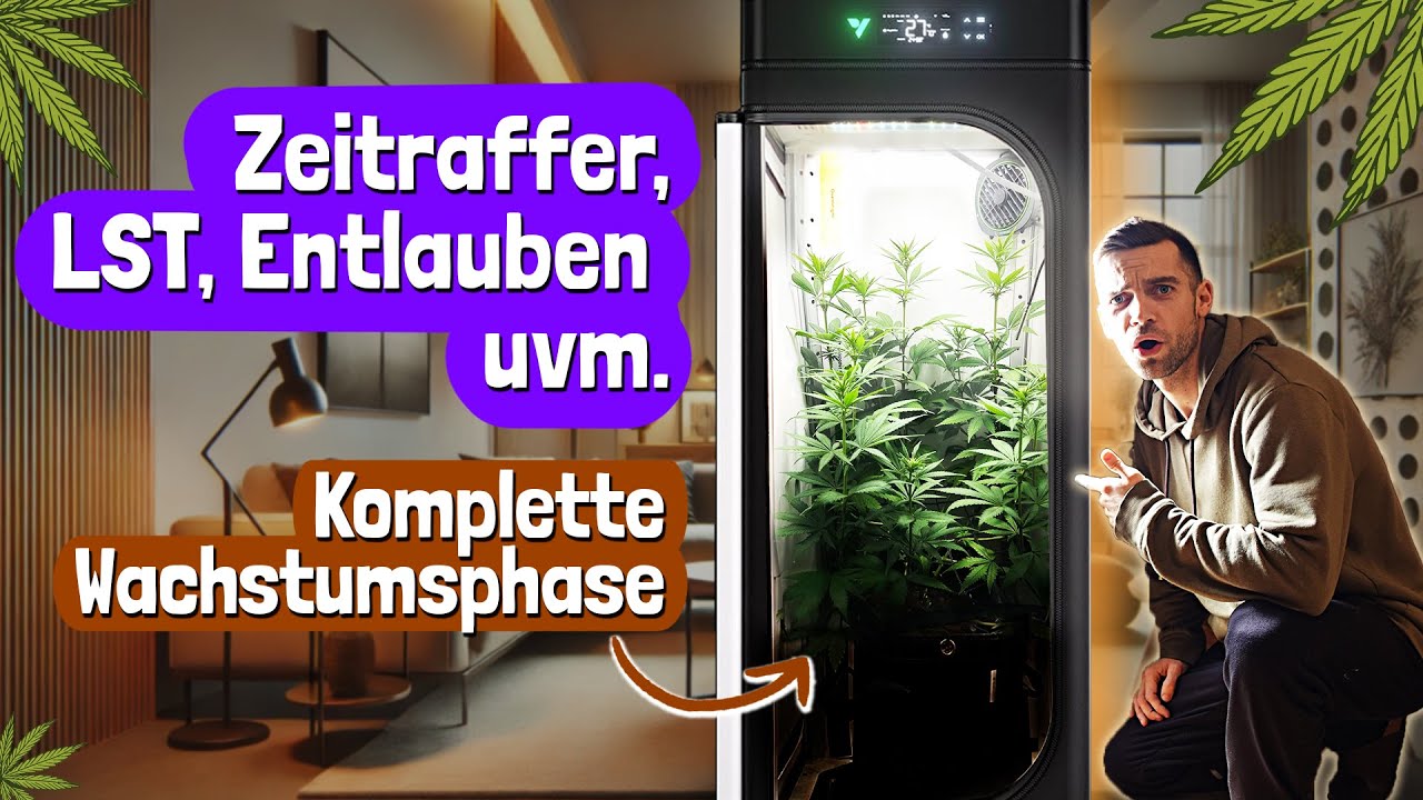 Tag 1 bis zur Blüte - Bubba Kush Auto Wachstumsphase in der VGrow