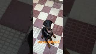 top quality doberman semi adult male puppy for sale in telugu #trendingshorts #telugu #petshub #pets