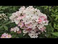 МУСКУСНАЯ РОЗА БАЛЕРИНА BALLERINA .Blooming roses in garden .