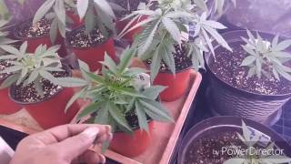 Just a lil veg and flower update