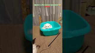 #cat #топ #друзья #юмор #подпишись #лайк #кошка #популярное #cute #catlover #kitten #love