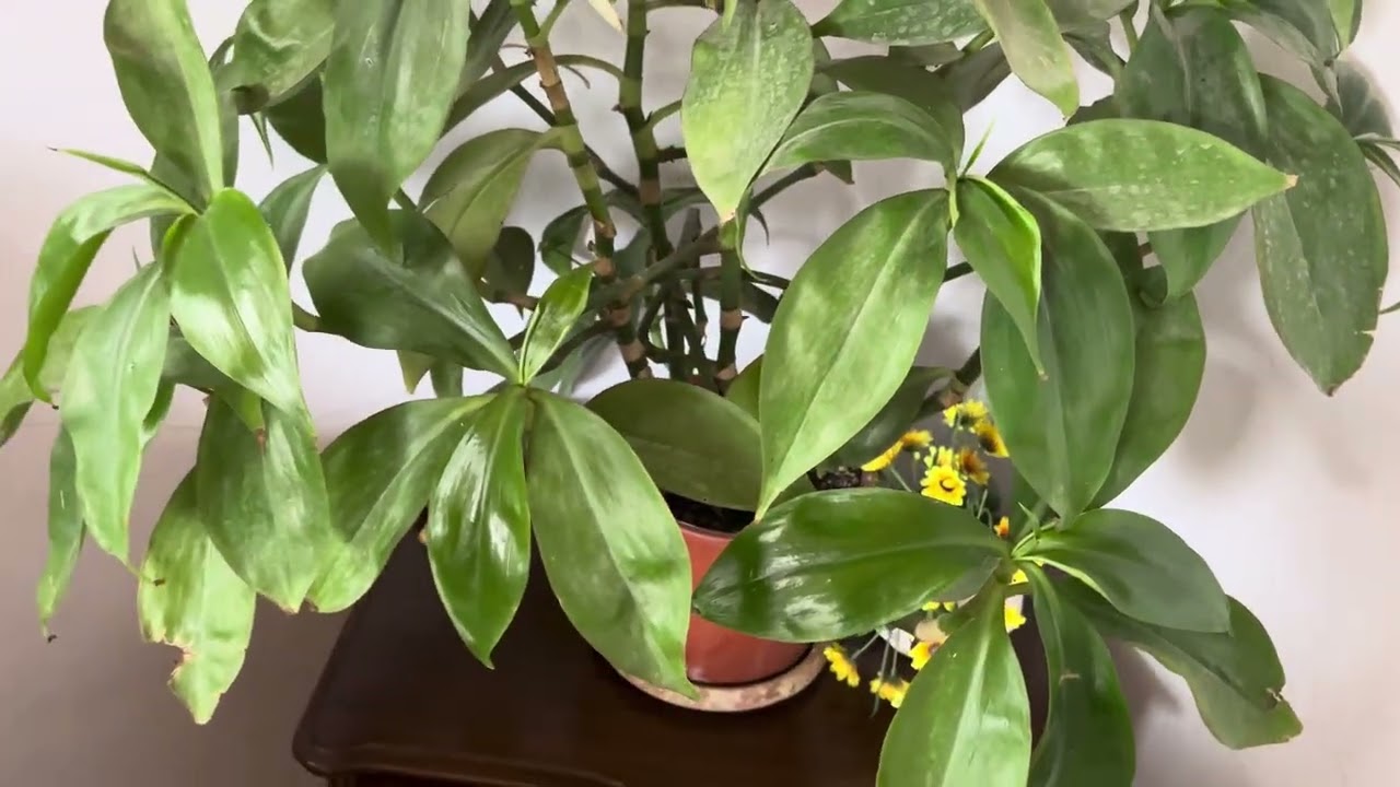 Kardeşimin ahtapot çiçeği parlak telgraf çiçeği bakımı 