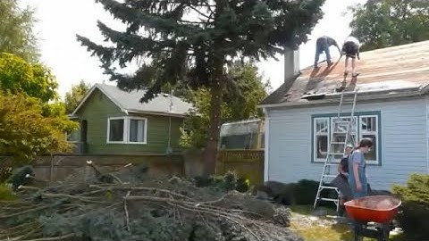 Rednecks Take Down a Tree!