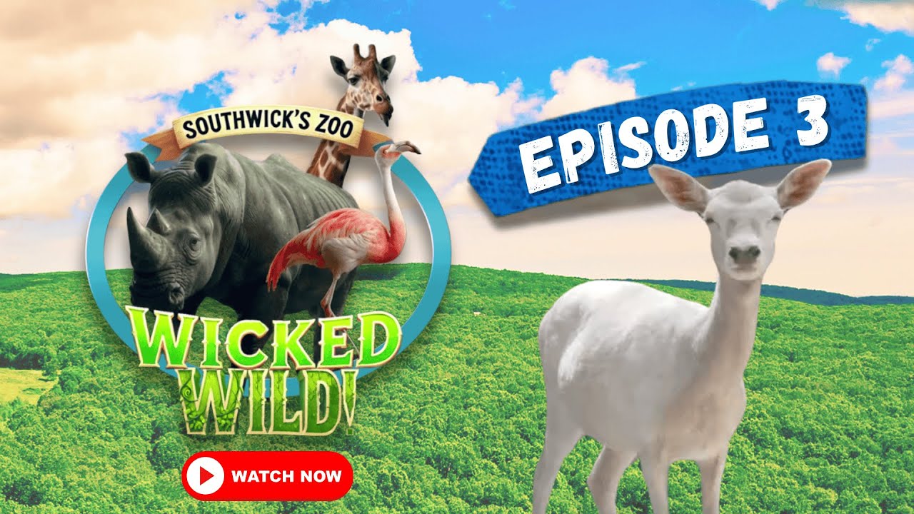 Episode 3: Stronger Together (Wicked Wild: Inside New England's Biggest Zoo)